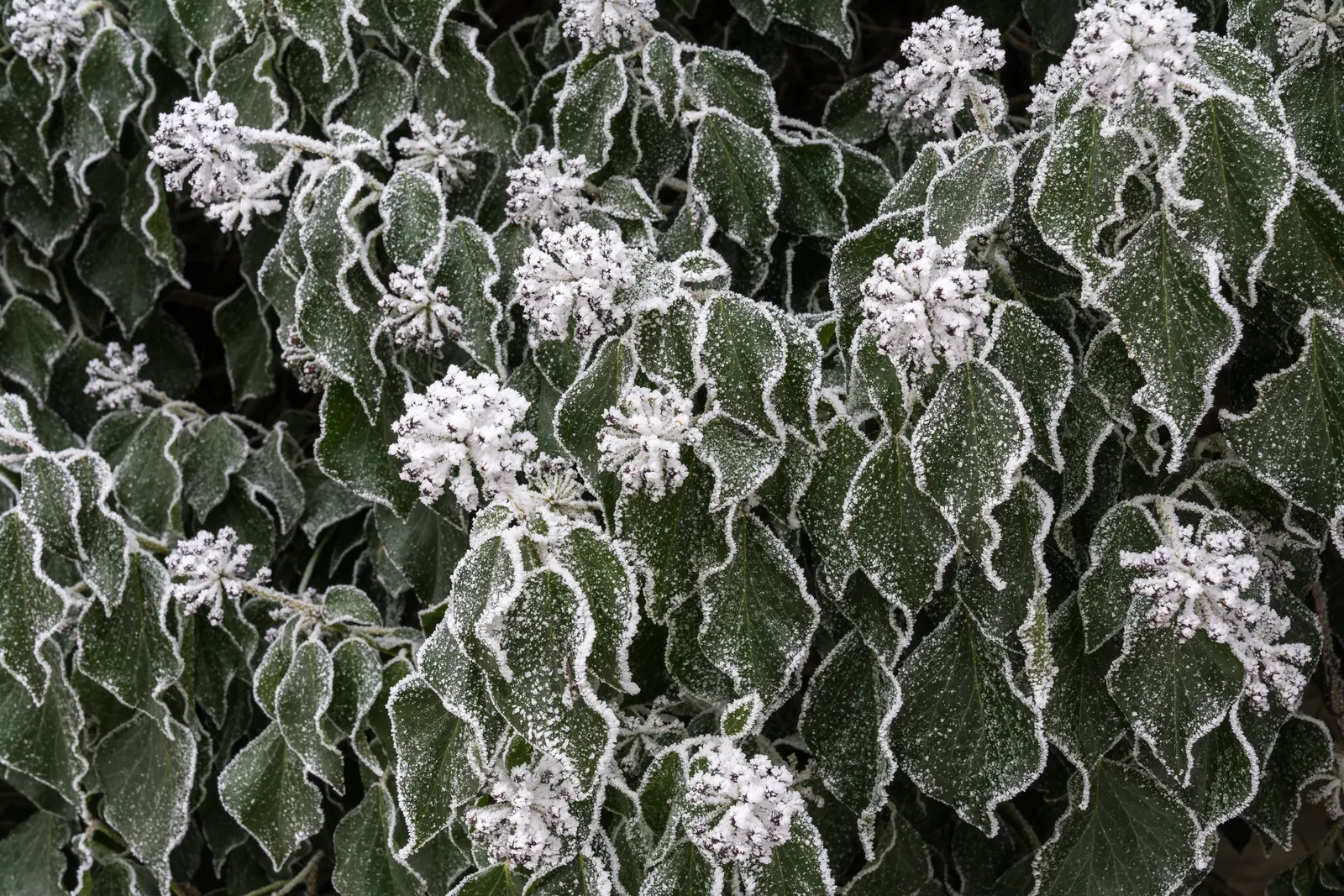 English Ivy (Hedera Helix) — The plant typically boasts rich; green flowers in the garden, image 73