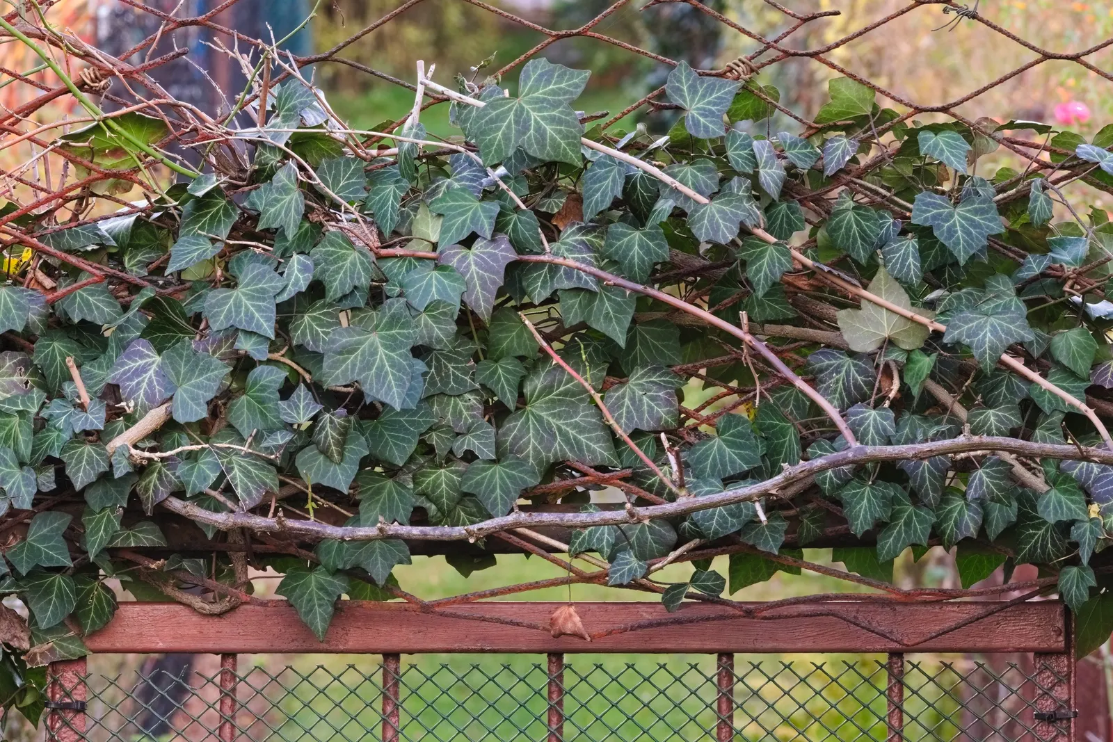 English Ivy (Hedera Helix) — Space plants 18 to 24 inches apart for dense coverage; adding visual interest.<br><br>When considering English Ivy for, image 67