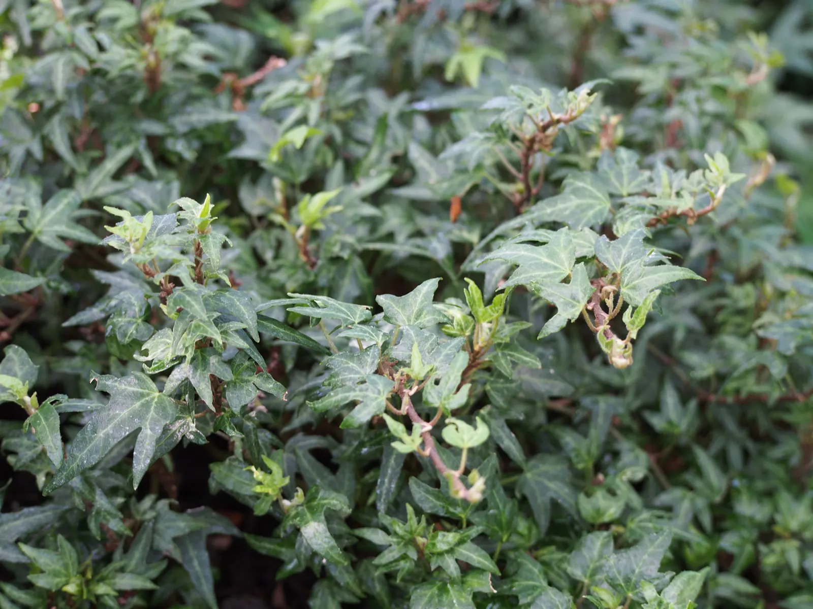 English Ivy (Hedera Helix) — rich green leaves with three to five lobes; regular pruning will keep the growth in check, which is important to, image 94