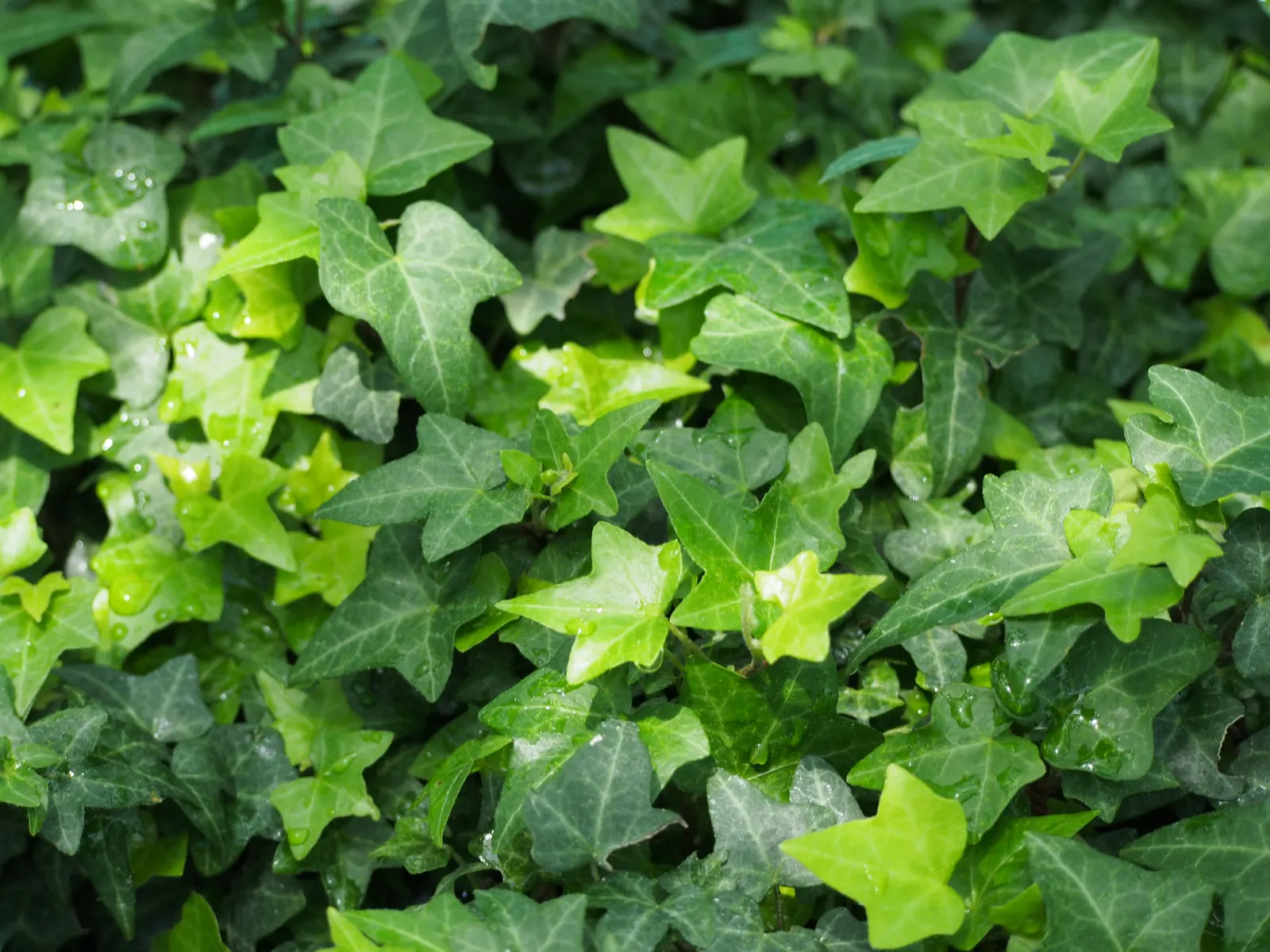 English Ivy (Hedera Helix) — Space plants 18 to 24 inches apart for dense coverage; adding visual interest.<br><br>When considering English Ivy for, image 97