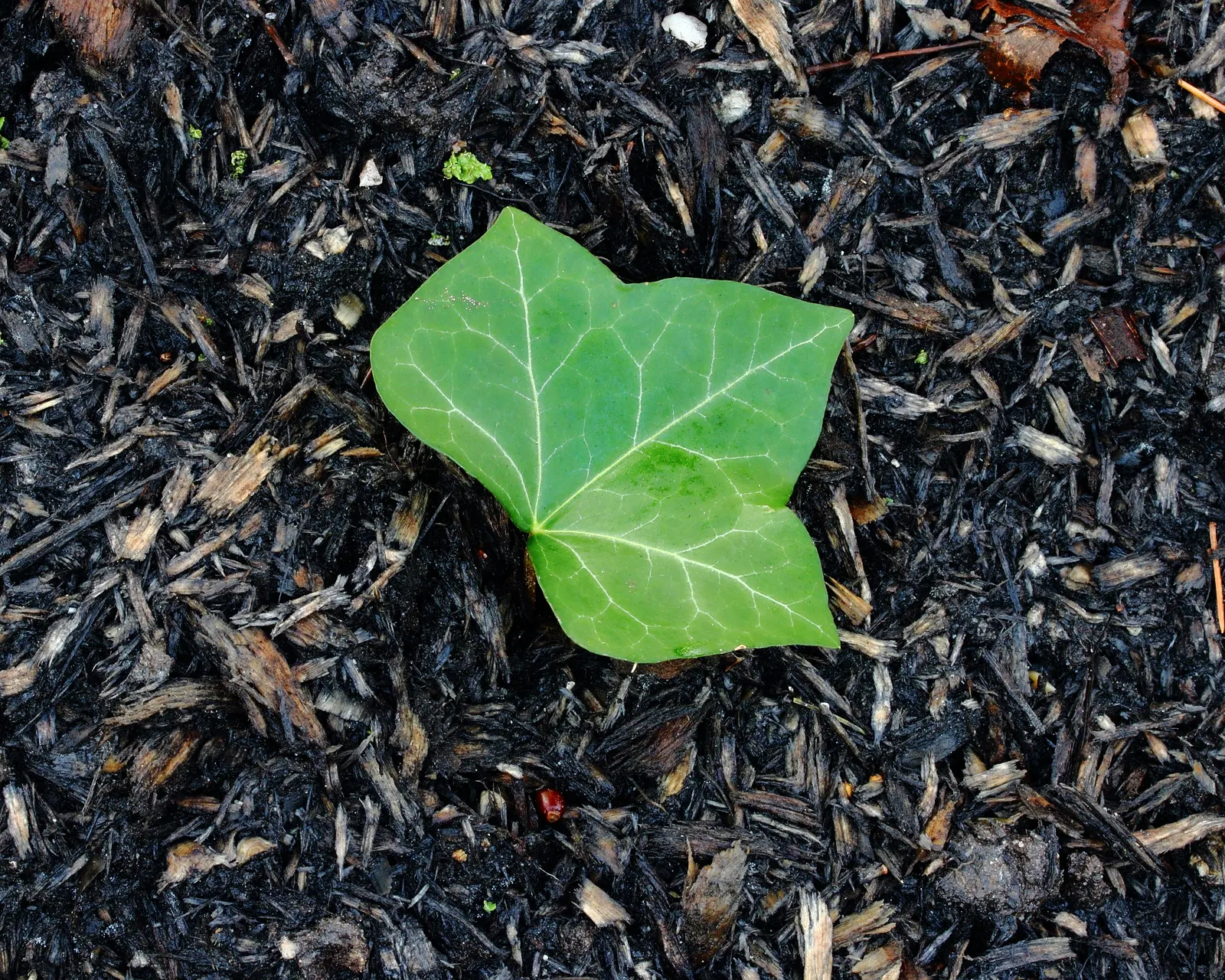 English Ivy (Hedera Helix) — Department of Agriculture plant hardiness zones 4 through 9; dark green leaves with a quintessential lobed profile, image 71