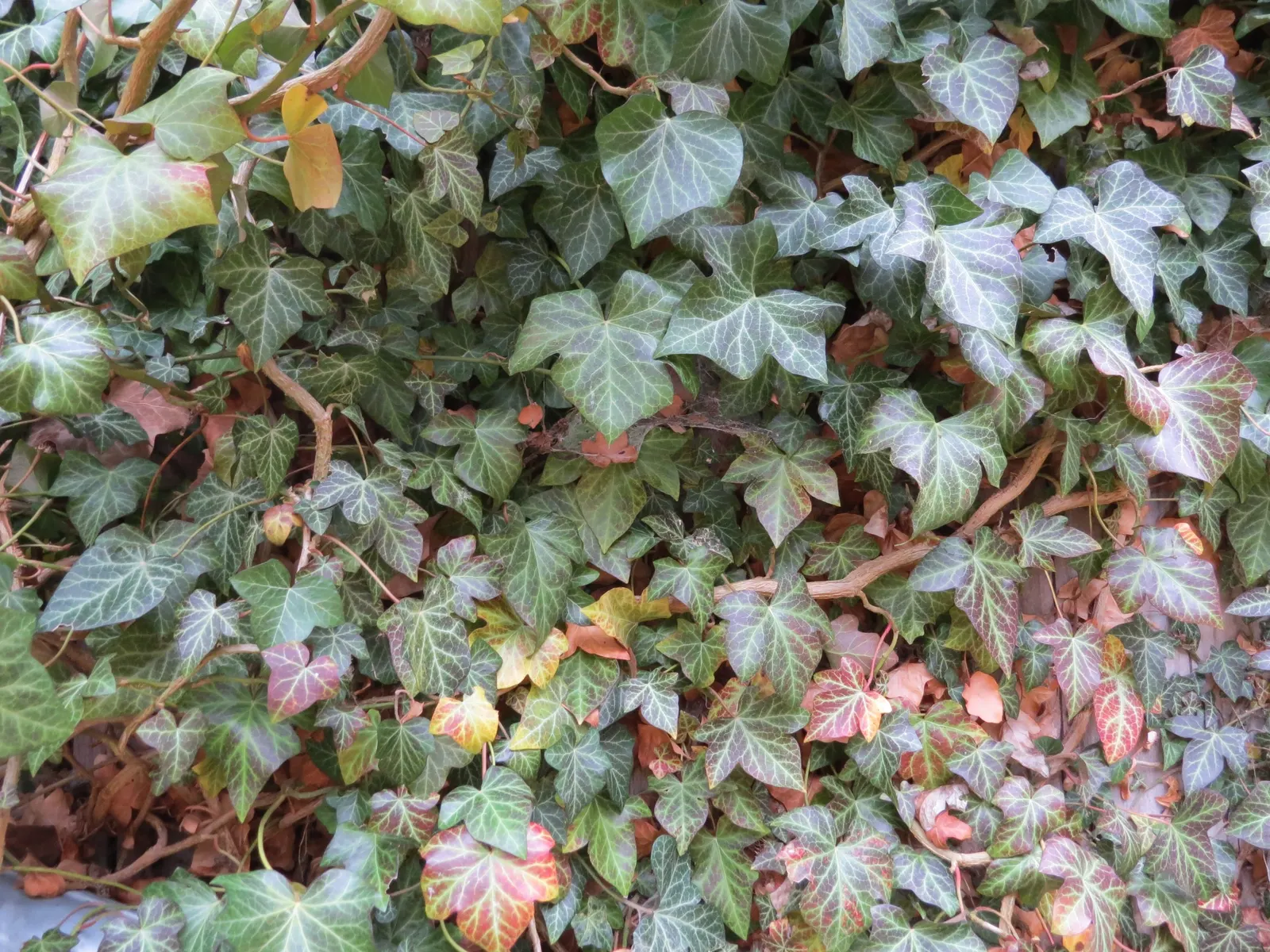 English Ivy (Hedera Helix) — is a versatile and hardy evergreen vine that brings an elegant aesthetic to any landscape design; space plants 18 to, image 70
