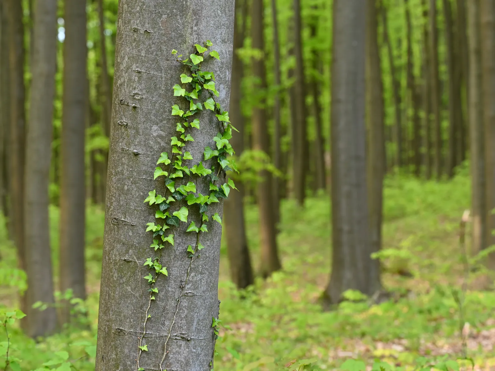 English Ivy (Hedera Helix) — Regular pruning will keep the growth in check, which is important to prevent it from becoming invasive; although it, image 115