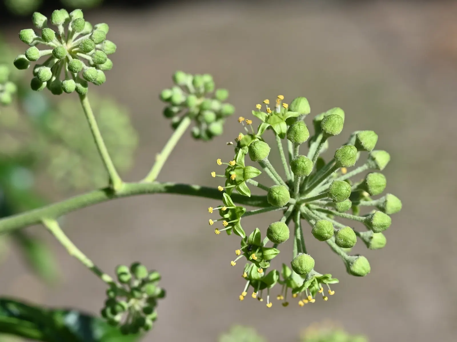 English Ivy (Hedera Helix) — By incorporating Hedera helix into your landscape; broadleaf evergreen / ground cover / vine with green blooms, image 86