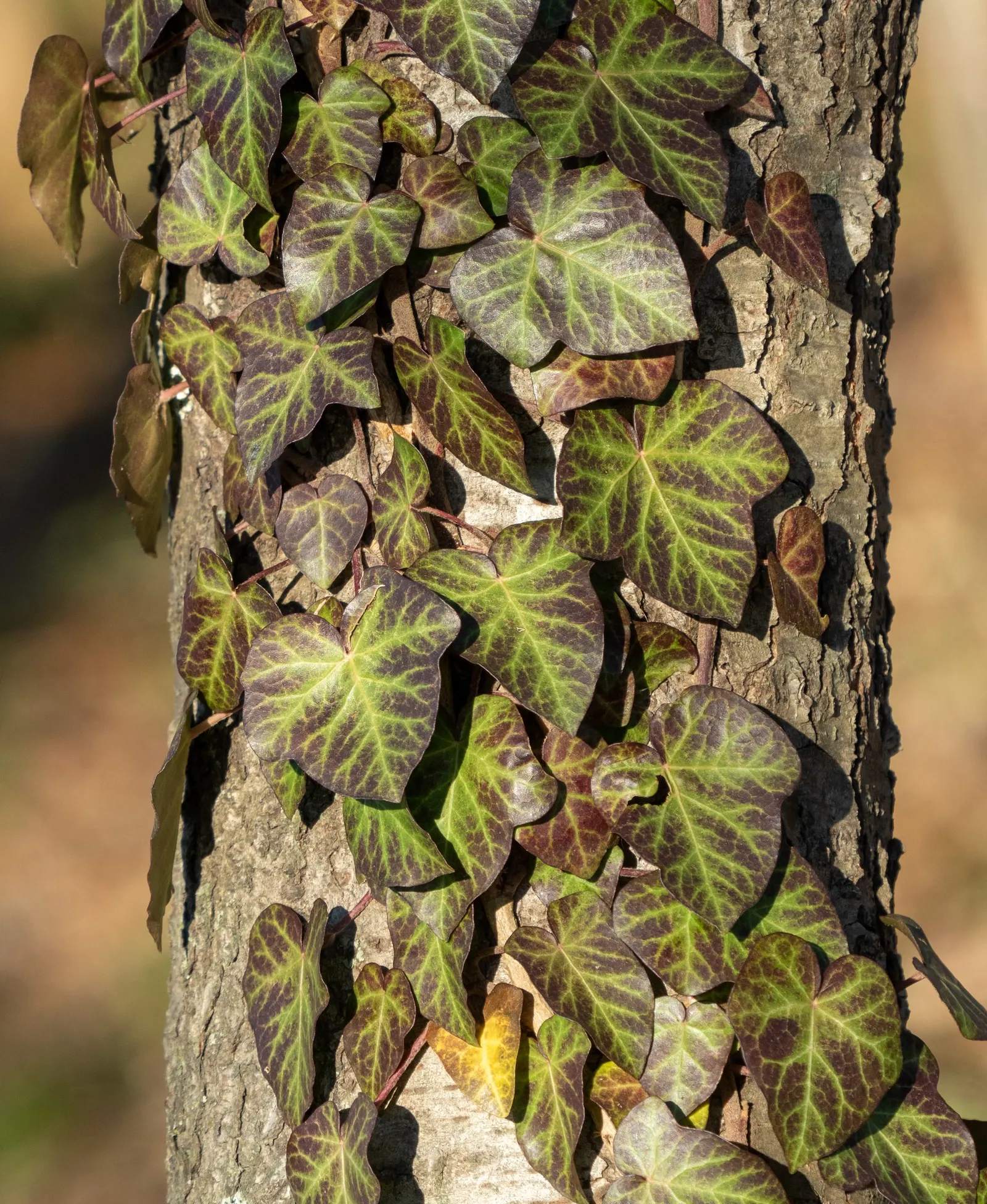 English Ivy (Hedera Helix) — Hedera helix, commonly known as English Ivy, is a versatile evergreen vine; rich green leaves with three to five lobes, image 91