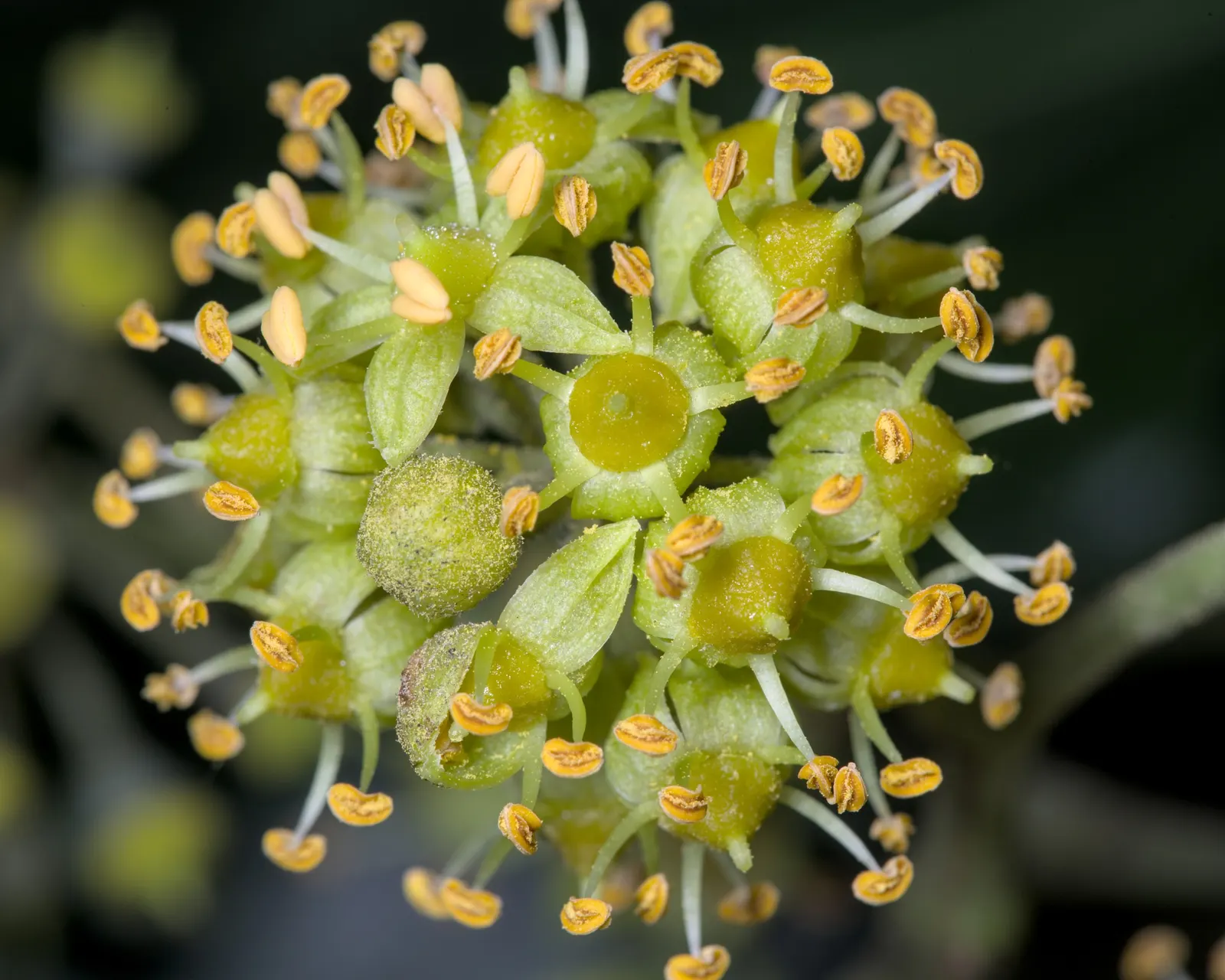 English Ivy (Hedera Helix) — For ground cover applications; it's crucial to note that it reaches lengths of 20 to 80 feet at maturity if given, image 80