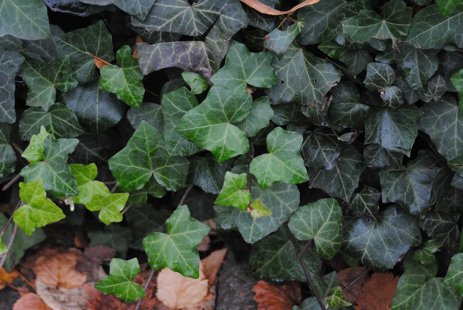 English Ivy (Hedera Helix) — This versatility makes English Ivy a prime choice for a variety of garden aspects; hardy in USDA zones 4 to 9, image 113