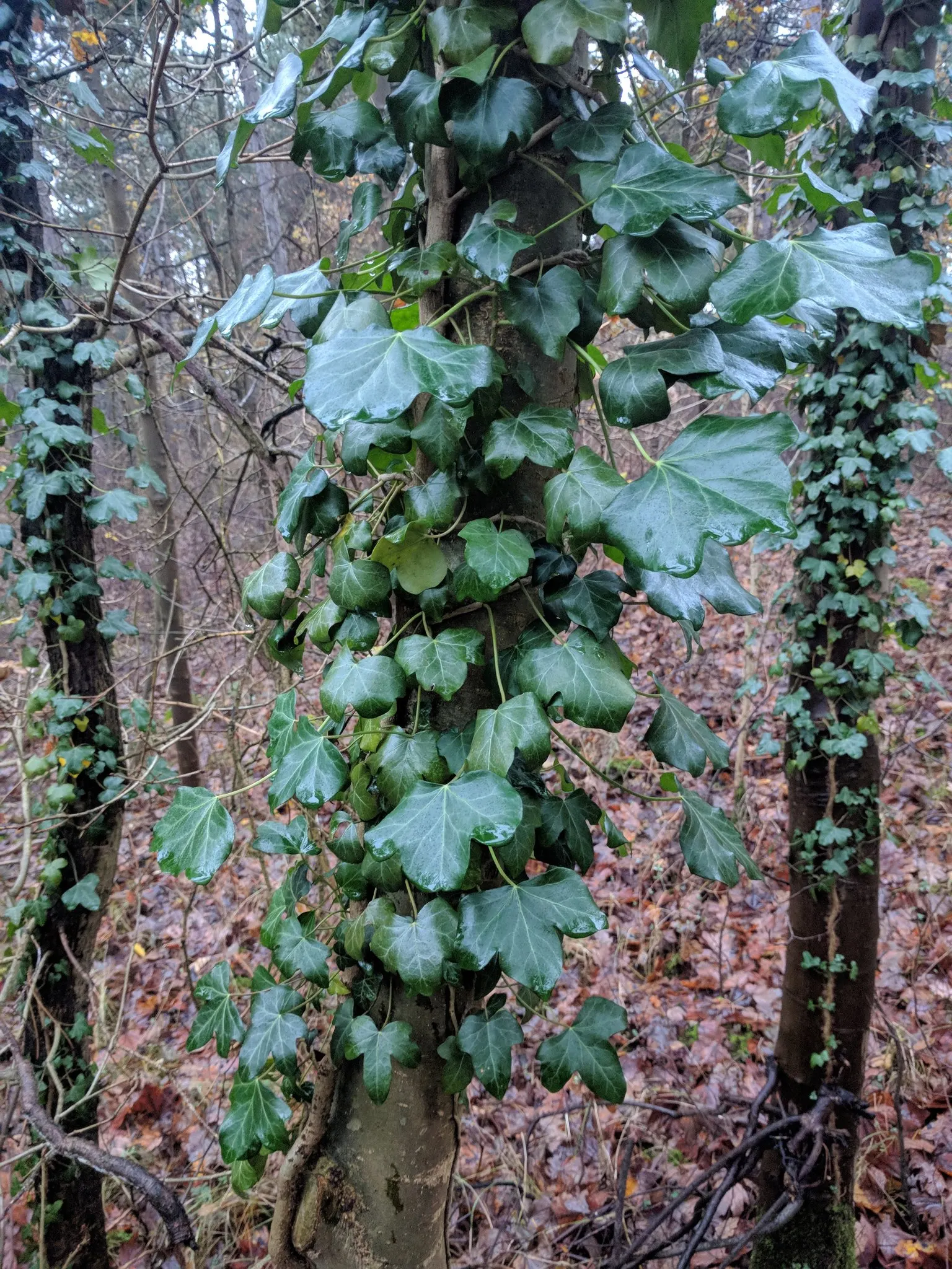 English Ivy (Hedera Helix) — dark green leaves with a quintessential lobed profile; offers year-round coverage, image 74