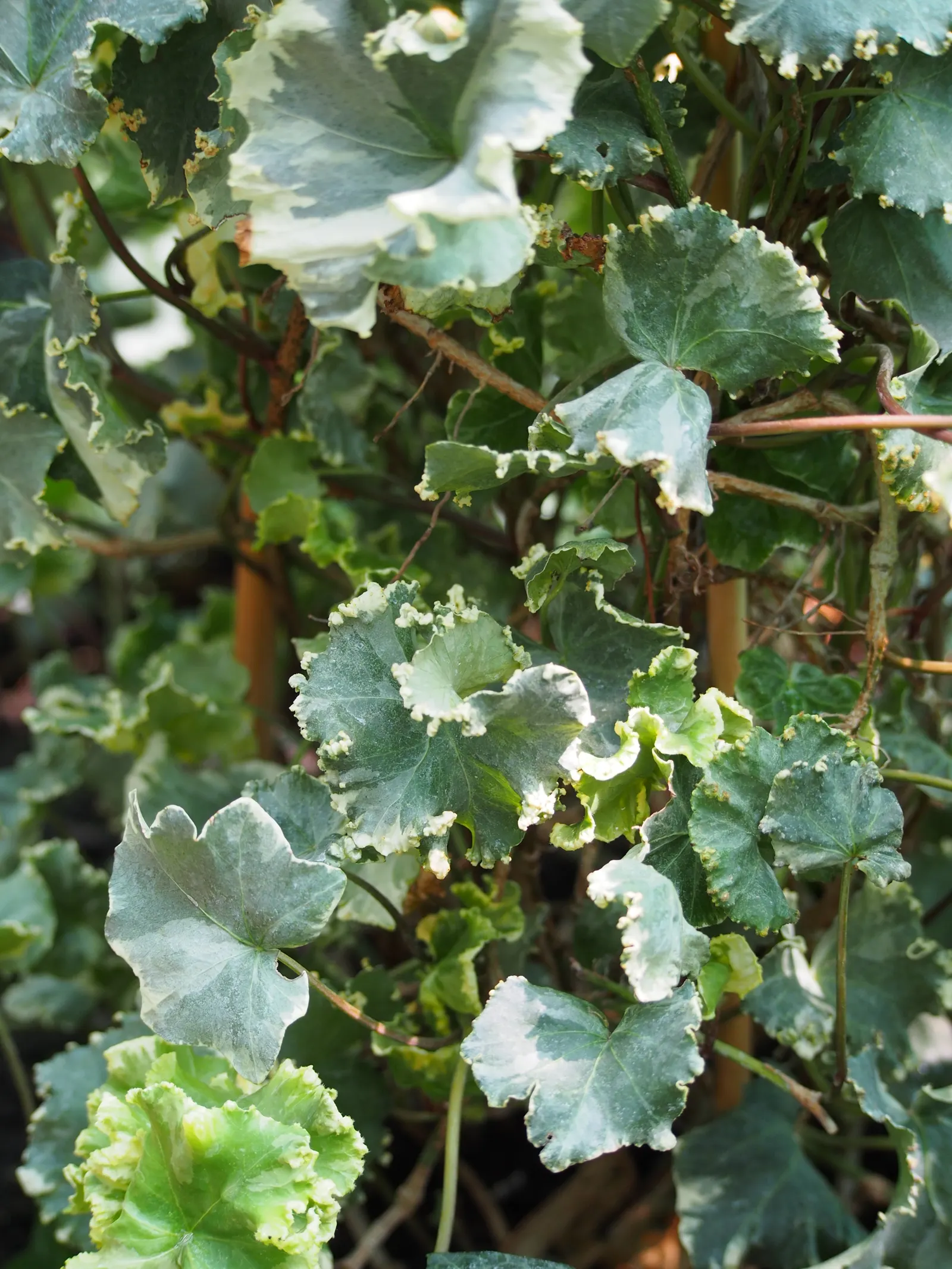 English Ivy (Hedera Helix) — Fast-growing, it reaches up to 50 feet long and clings via aerial rootlets; the vine clings firmly to walls and other, image 93