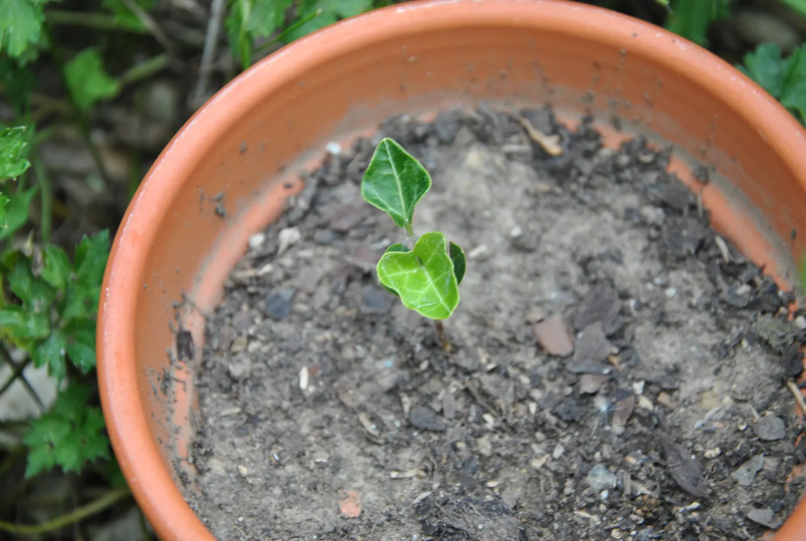 English Ivy (Hedera Helix) — The plant typically boasts rich; green flowers in the garden, image 103