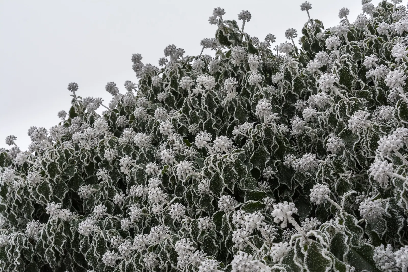 English Ivy (Hedera Helix) — Hardy in USDA zones 4 to 9; this versatility makes English Ivy a prime choice for a variety of garden aspects, image 68