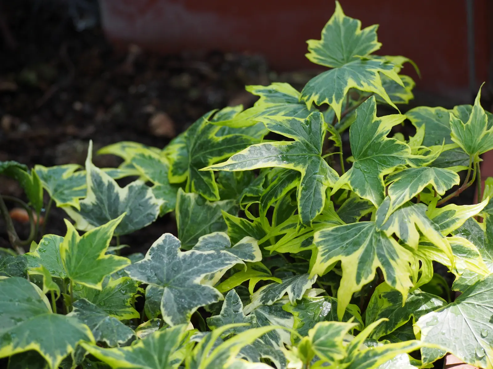 English Ivy (Hedera Helix) — Hardy in USDA zones 4 to 9; this versatility makes English Ivy a prime choice for a variety of garden aspects, image 98