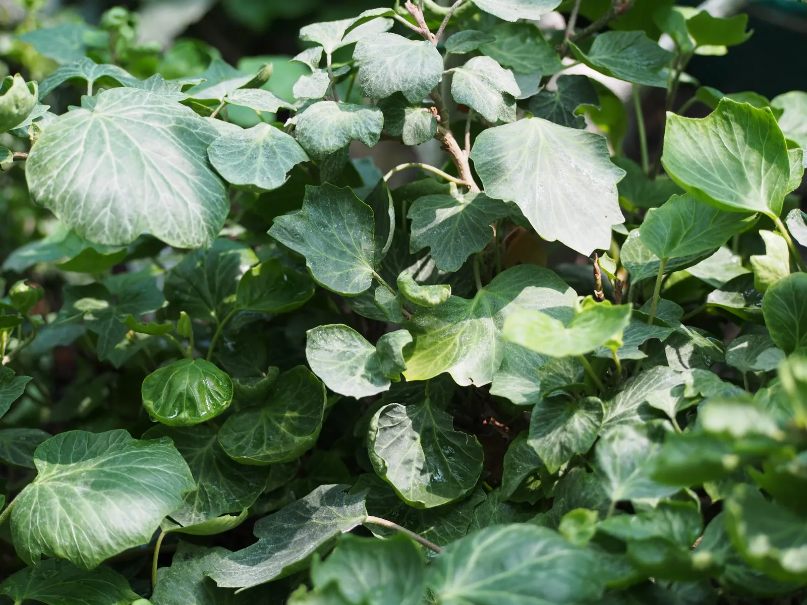 English Ivy (Hedera Helix) — scientifically known as Hedera helix; broadleaf evergreen / ground cover / vine for deep shade or full or half or shade, image 99
