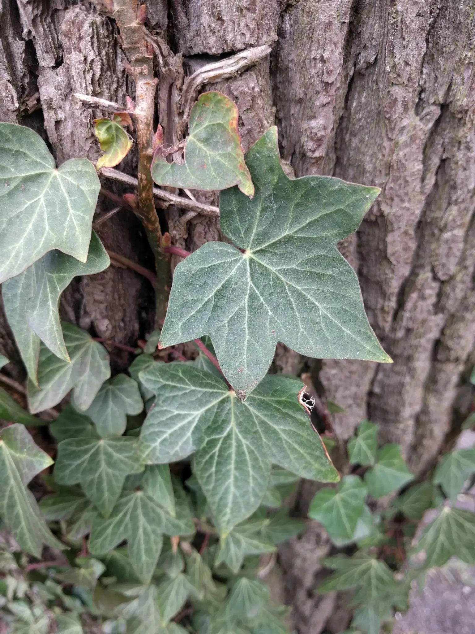 English Ivy (Hedera Helix) — humus-rich soil with good drainage and performs best in partial to full shade; from concealing unsightly features to, image 111