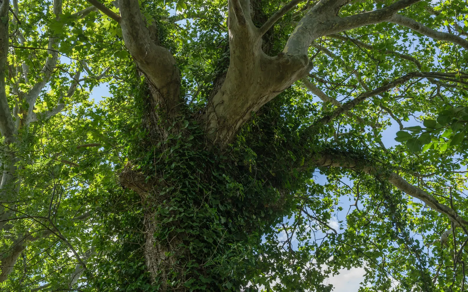 English Ivy (Hedera Helix) — which allows for impressive coverage but can also cause damage to masonry or wooden structures over time; is a, image 79
