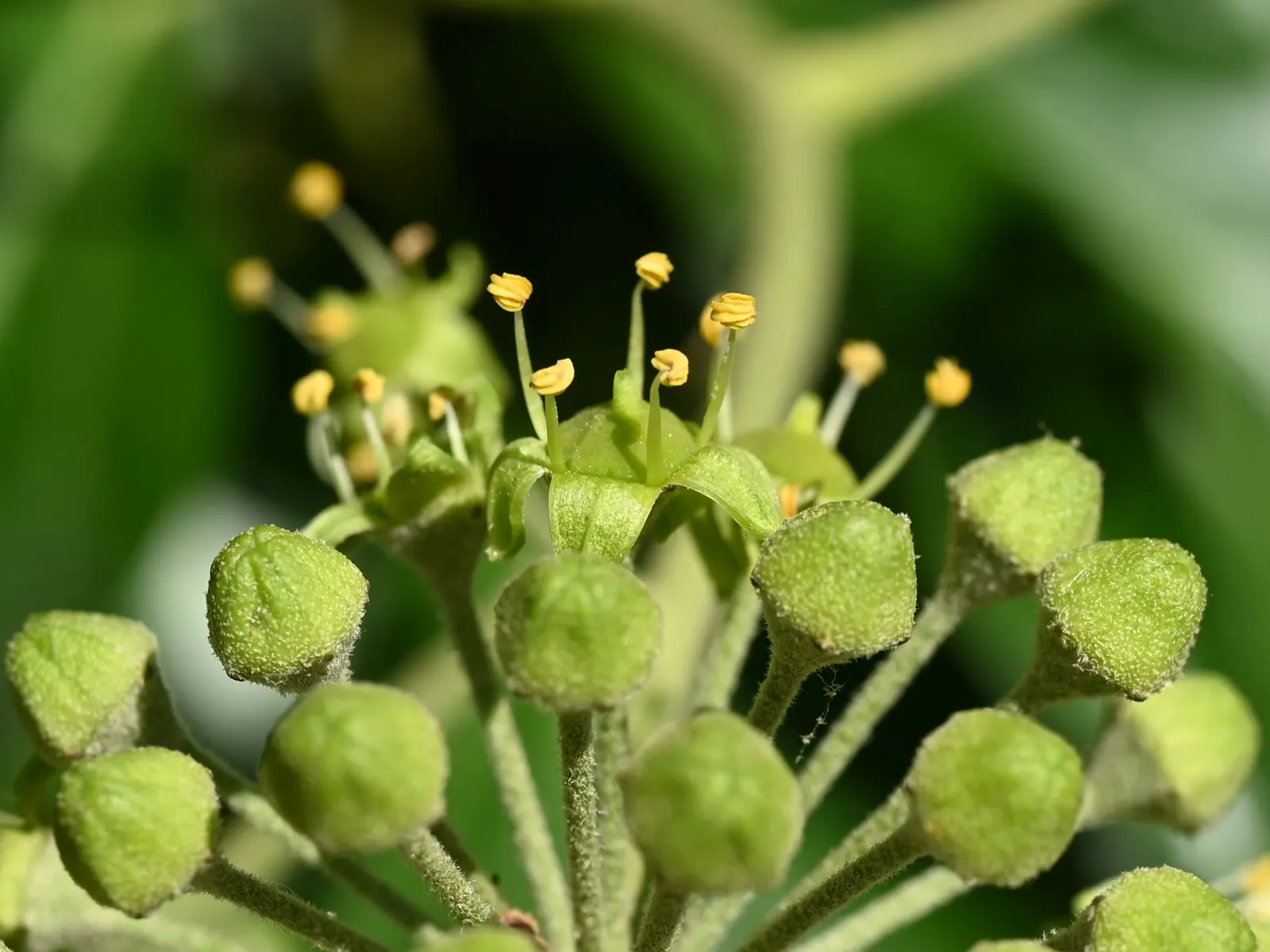 English Ivy (Hedera Helix) — although it can tolerate sunnier spots; hedera helix, commonly known as English Ivy, is a versatile evergreen vine, image 82
