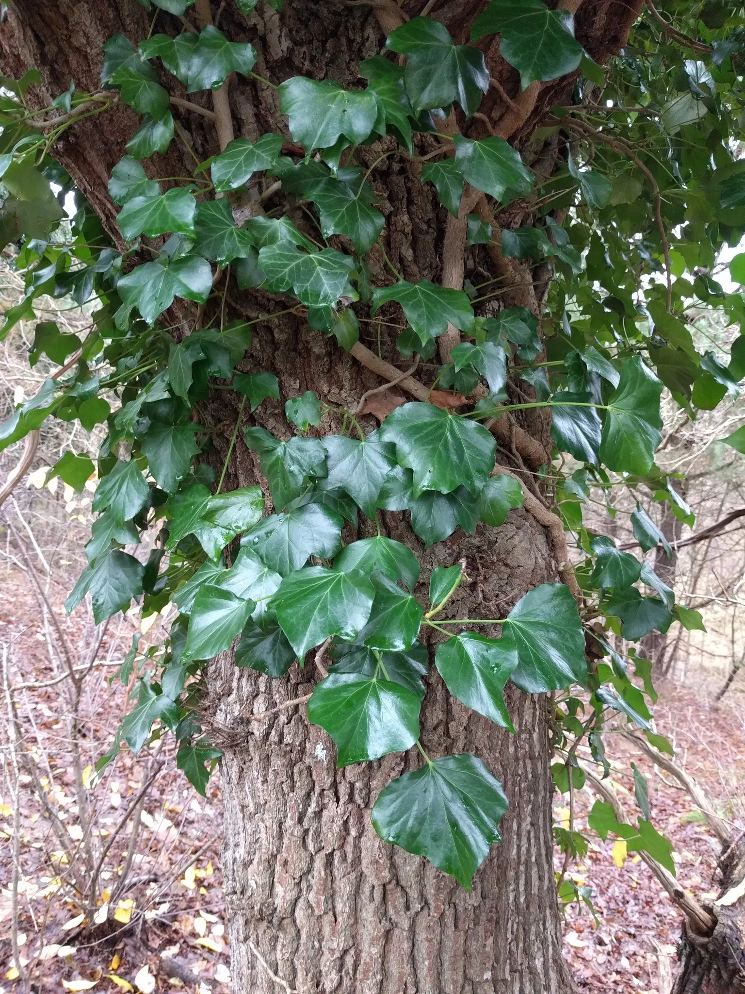 English Ivy (Hedera Helix) — The vine clings firmly to walls and other surfaces with its aerial rootlets; fast-growing, it reaches up to 50 feet, image 78