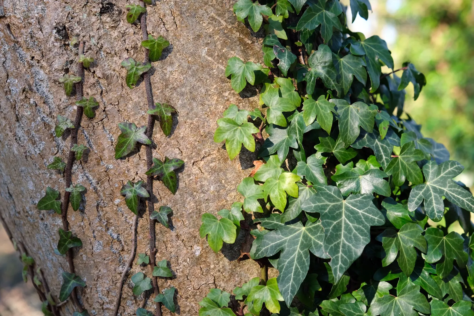 English Ivy (Hedera Helix) — rich green leaves with three to five lobes; regular pruning will keep the growth in check, which is important to, image 64