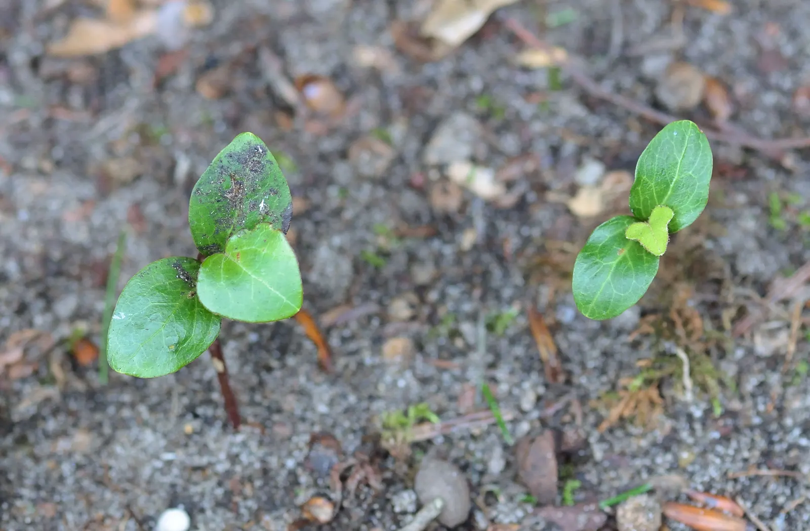 English Ivy (Hedera Helix) — while some varieties may display white or yellow variegation; it is renowned for its adaptability and low-maintenance, image 105
