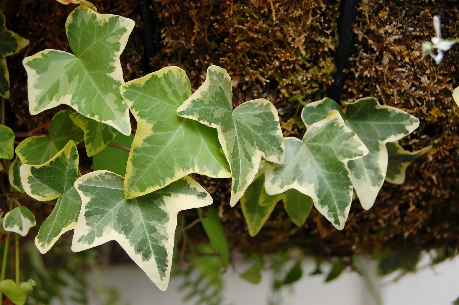 English Ivy (Hedera Helix) — while some varieties may display white or yellow variegation; it is renowned for its adaptability and low-maintenance, image 75