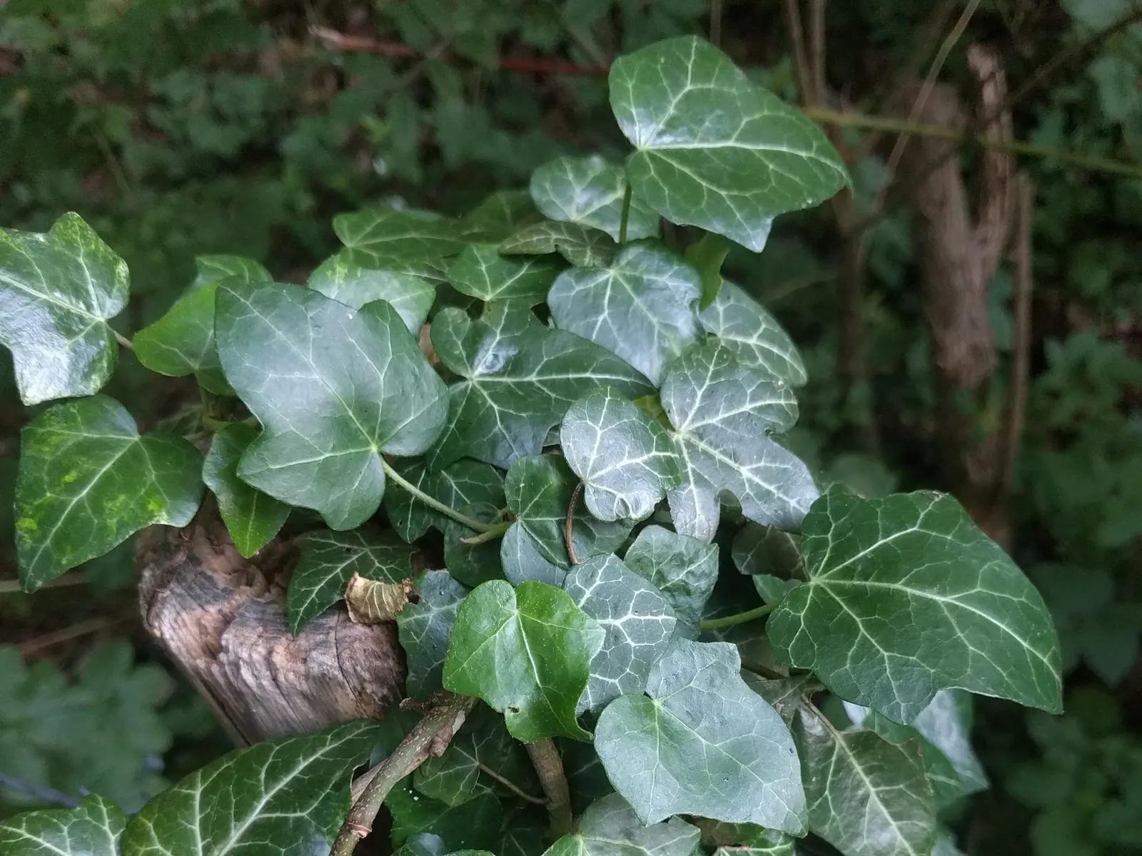 English Ivy (Hedera Helix) — For ground cover applications; it's crucial to note that it reaches lengths of 20 to 80 feet at maturity if given, image 110