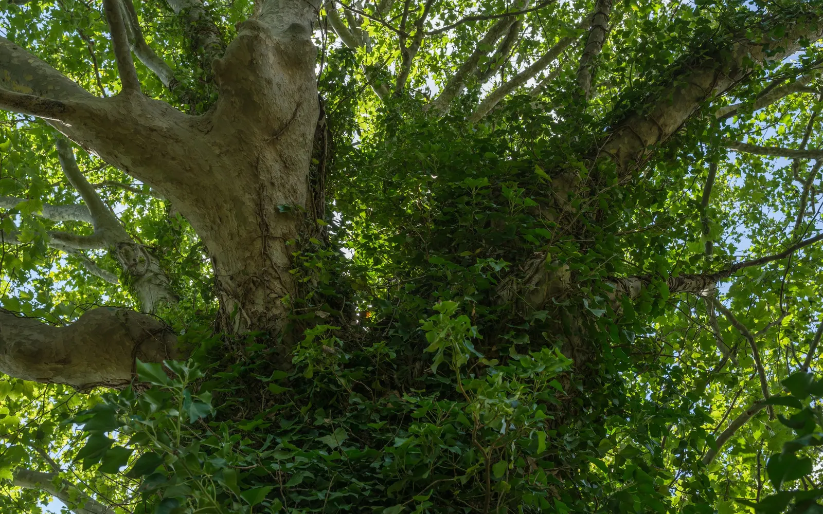 English Ivy (Hedera Helix) — ideal for ground covers or climbing facades; scientifically known as Hedera helix, image 66