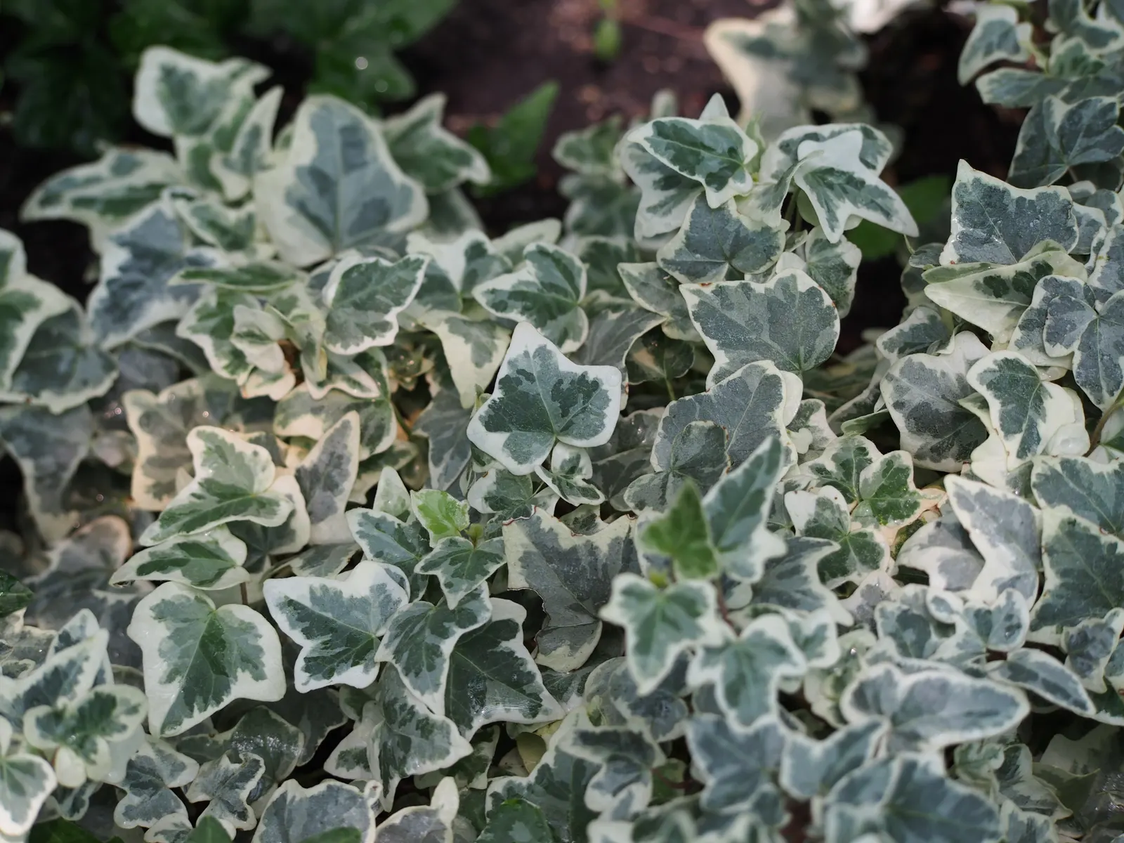 English Ivy (Hedera Helix) — green flowers in the garden; the plant typically boasts rich, image 88