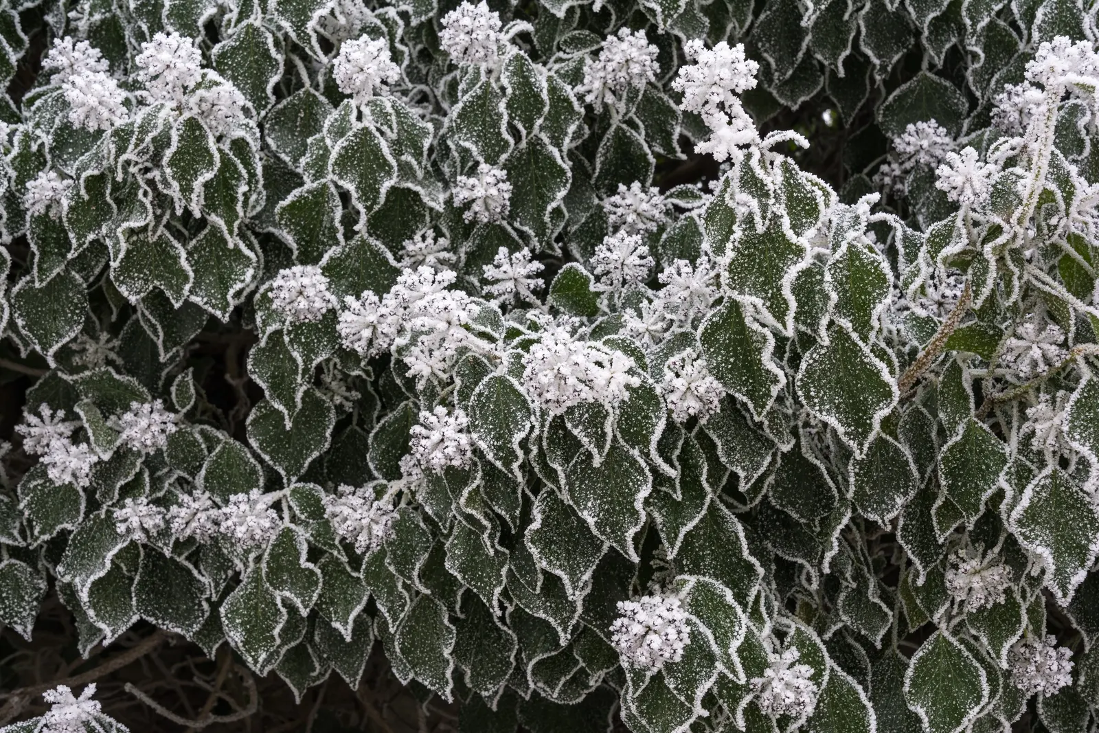 English Ivy (Hedera Helix) — it is renowned for its adaptability and low-maintenance qualities; humus-rich soil with good drainage and performs, image 72