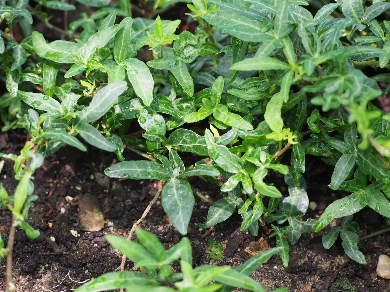 English Ivy (Hedera Helix) — is a versatile and hardy evergreen vine that brings an elegant aesthetic to any landscape design; space plants 18 to, image 100