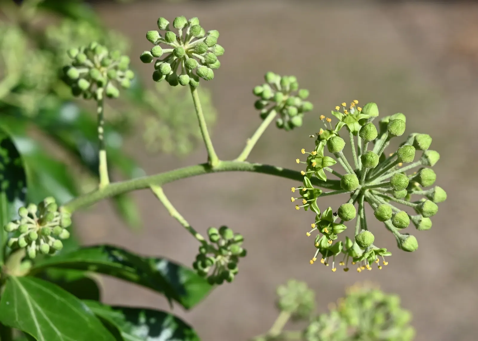 English Ivy (Hedera Helix) — This versatility makes English Ivy a prime choice for a variety of garden aspects; hardy in USDA zones 4 to 9, image 83