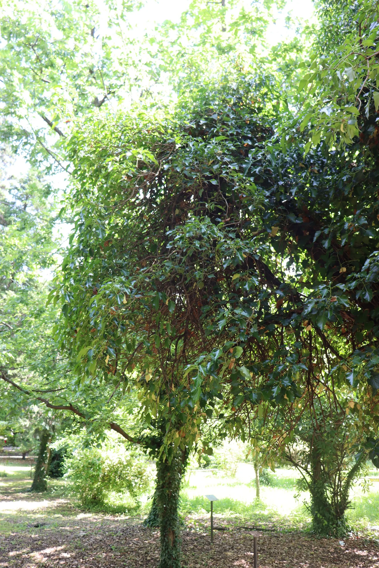 English Ivy (Hedera Helix) — broadleaf evergreen / ground cover / vine with green blooms; for ground cover applications, image 89