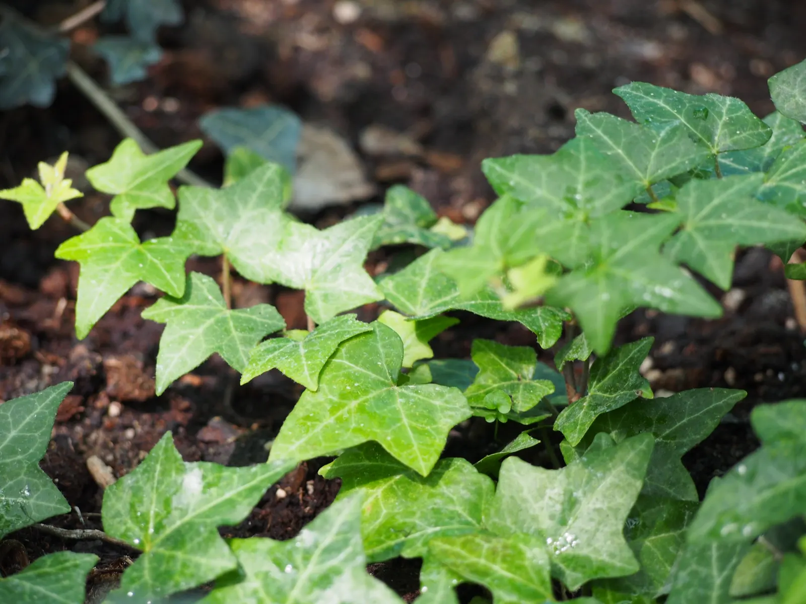 English Ivy (Hedera Helix) — dark green leaves with a quintessential lobed profile; offers year-round coverage, image 104