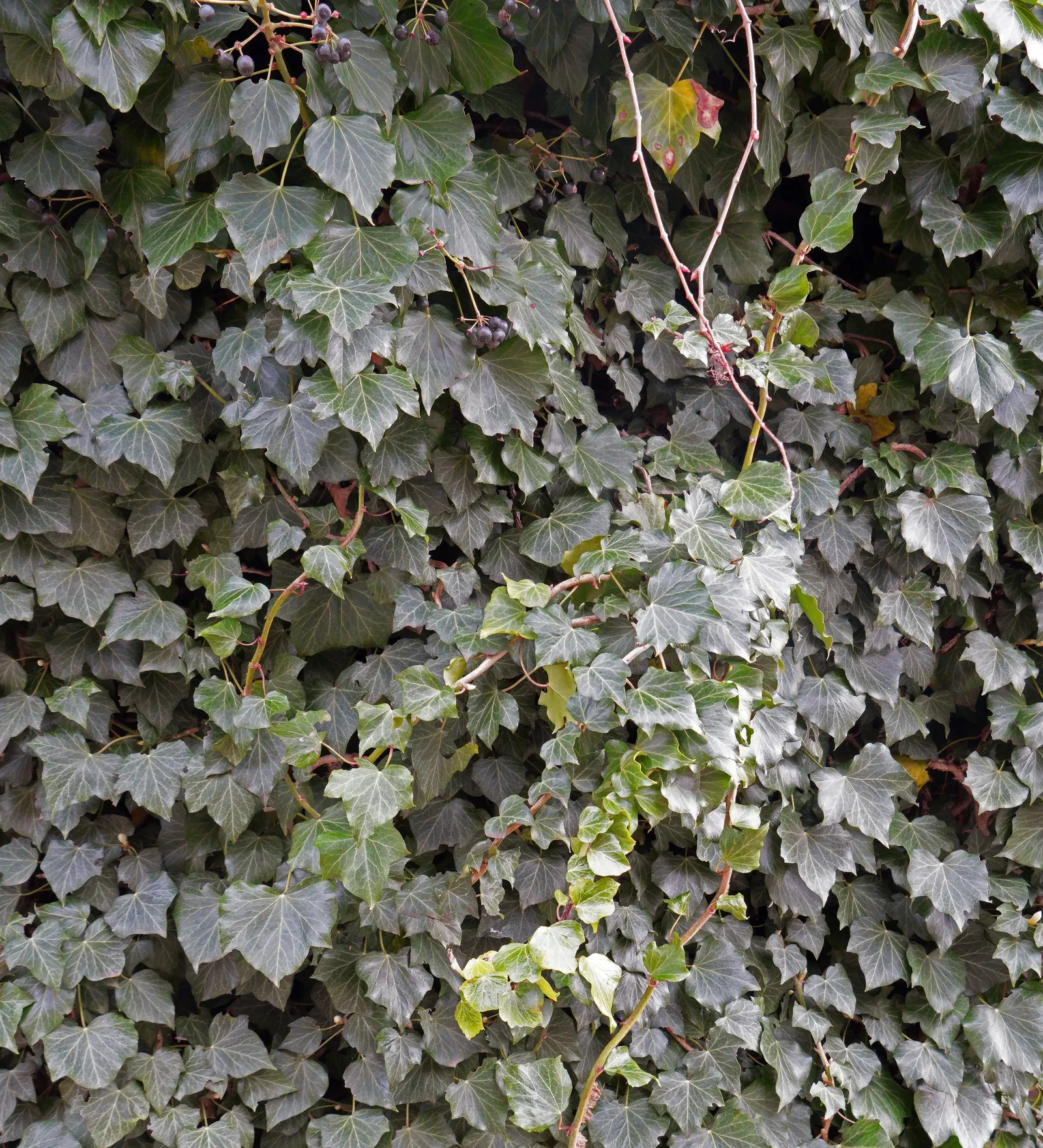 English Ivy (Hedera Helix) — offers year-round coverage; it thrives in partial to full shade, preferring moist, well-drained soil, image 65