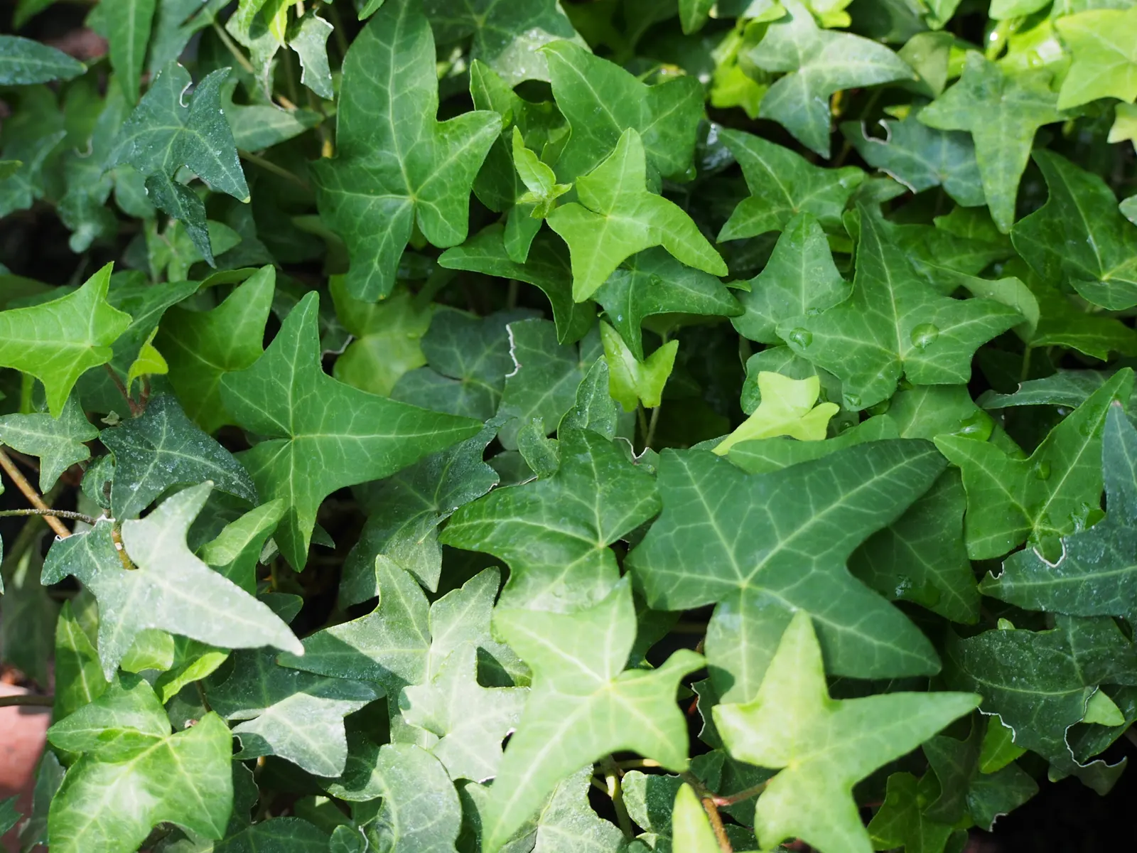 English Ivy (Hedera Helix) — It thrives in partial to full shade, preferring moist, well-drained soil