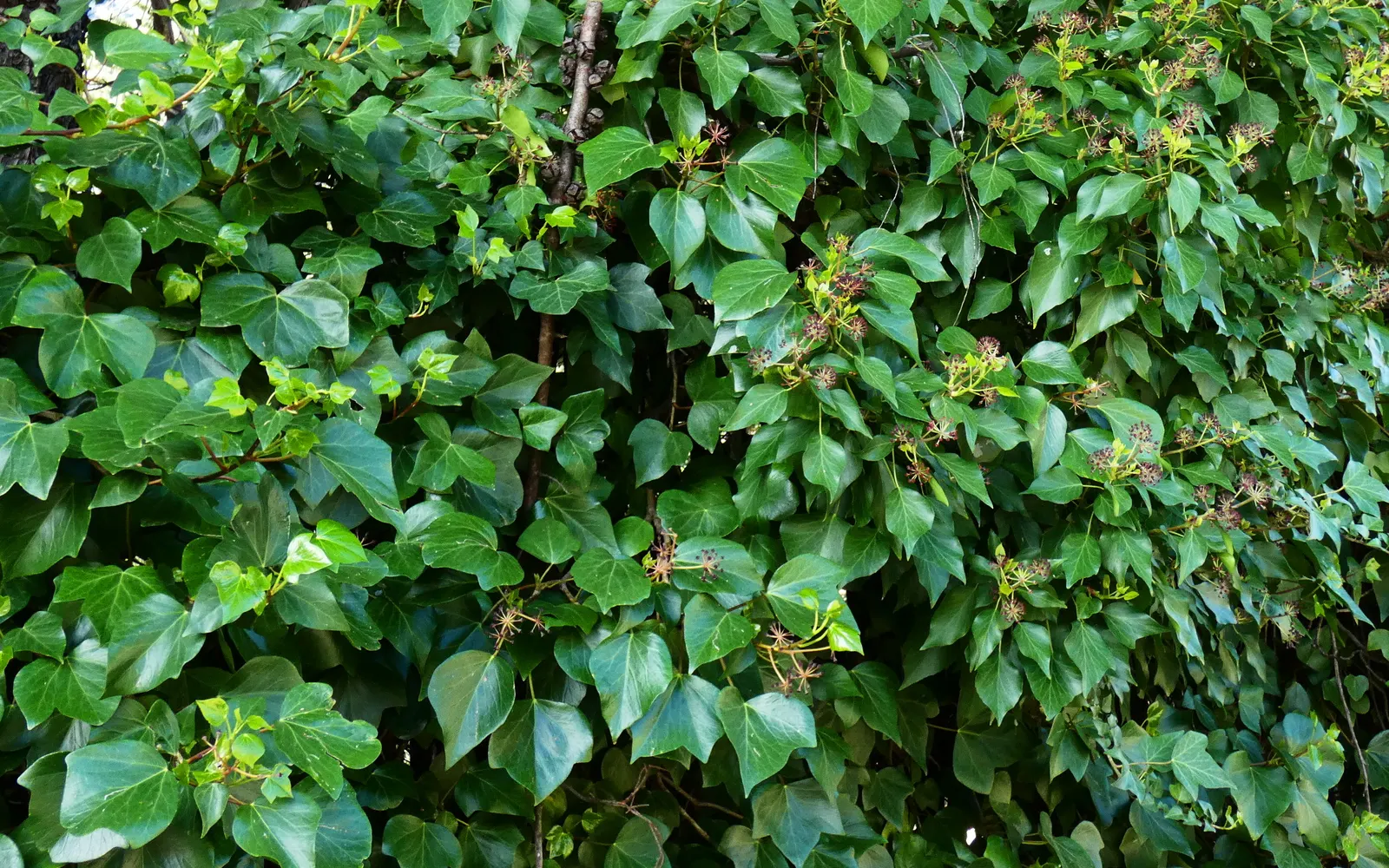 English Ivy (Hedera Helix) — This versatility makes English Ivy a prime choice for a variety of garden aspects; hardy in USDA zones 4 to 9