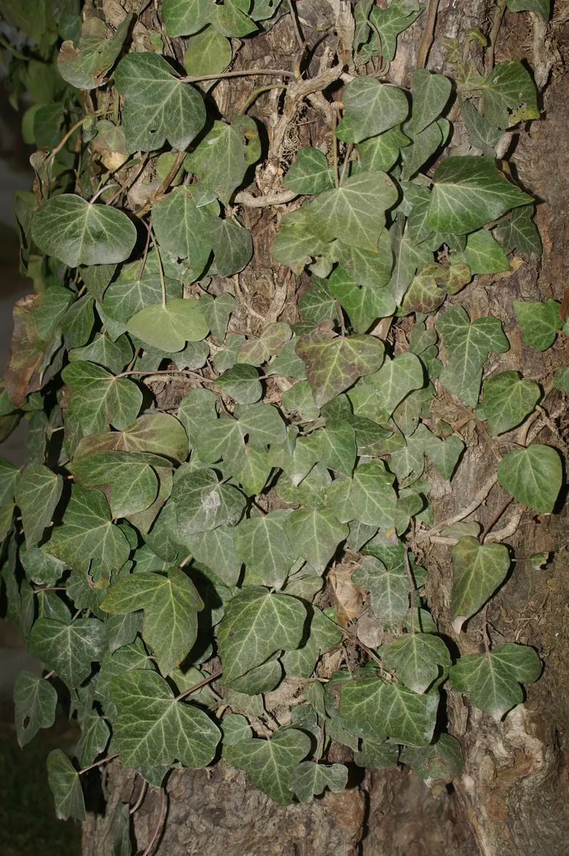English Ivy (Hedera Helix) — Fast-growing, it reaches up to 50 feet long and clings via aerial rootlets; the vine clings firmly to walls and other, image 63