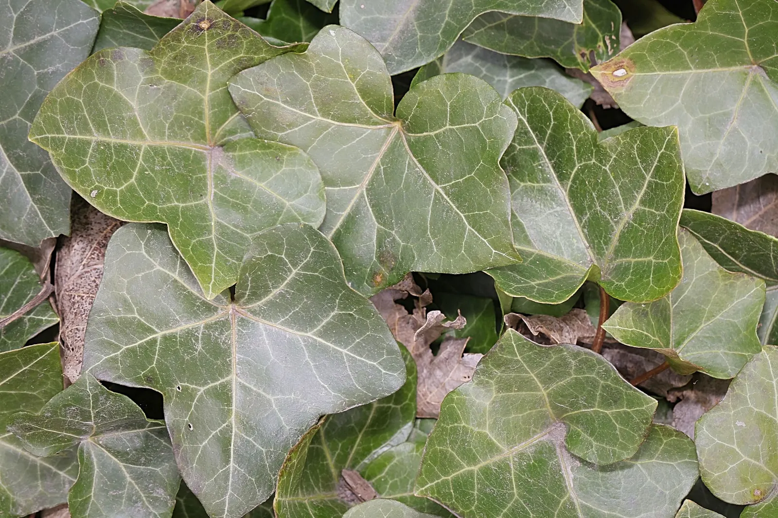 English Ivy (Hedera Helix) — broadleaf evergreen / ground cover / vine for deep shade or full or half or shade