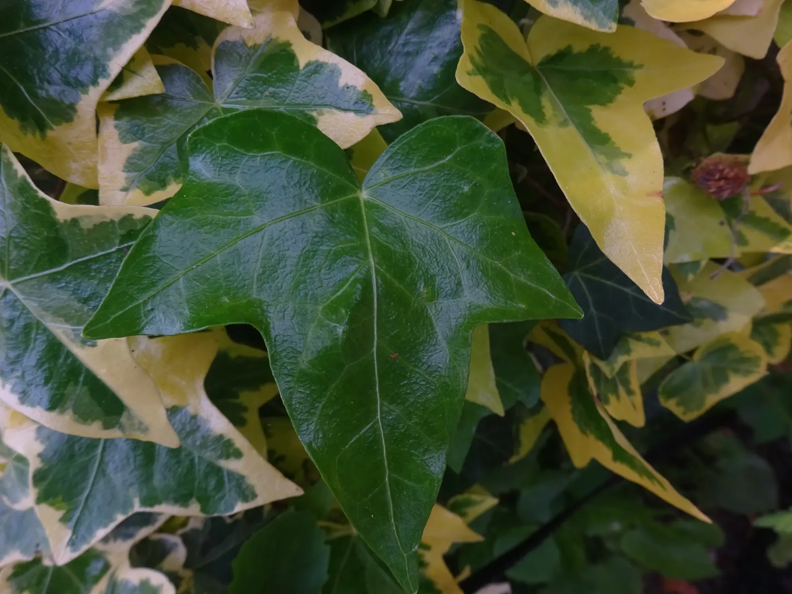 English Ivy (Hedera Helix) — it is renowned for its adaptability and low-maintenance qualities; humus-rich soil with good drainage and performs best in partial