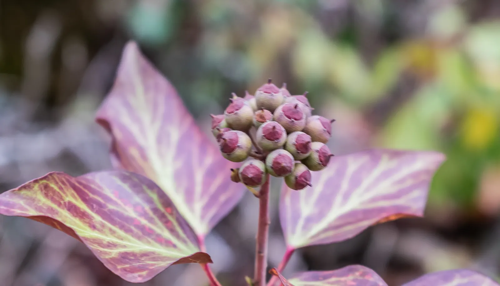English Ivy (Hedera Helix) — it's crucial to note that it reaches lengths of 20 to 80 feet at maturity if given vertical support; by incorporating, image 107