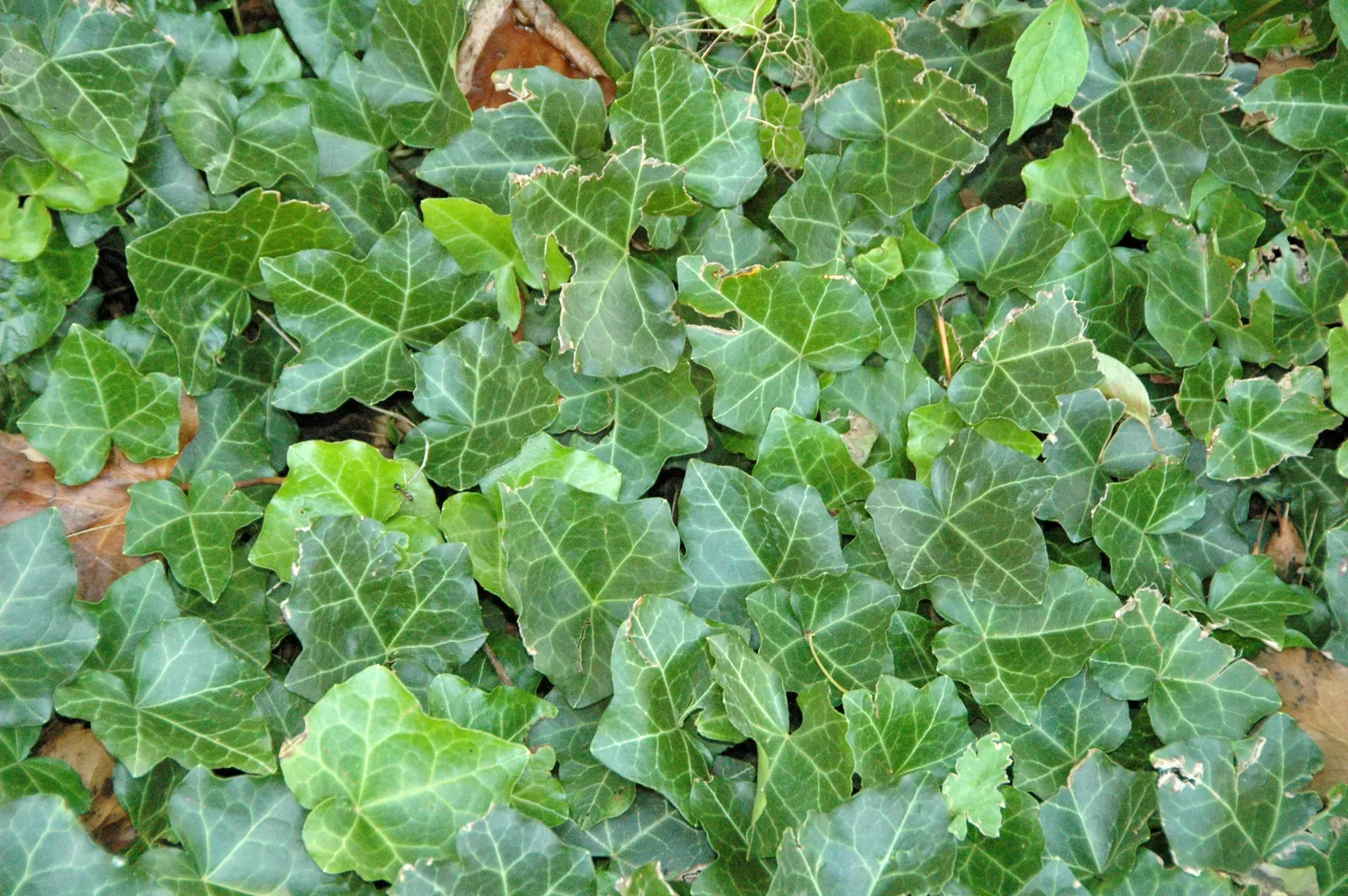 English Ivy (Hedera Helix) — Fast-growing, it reaches up to 50 feet long and clings via aerial rootlets; the vine clings firmly to walls and other surfaces