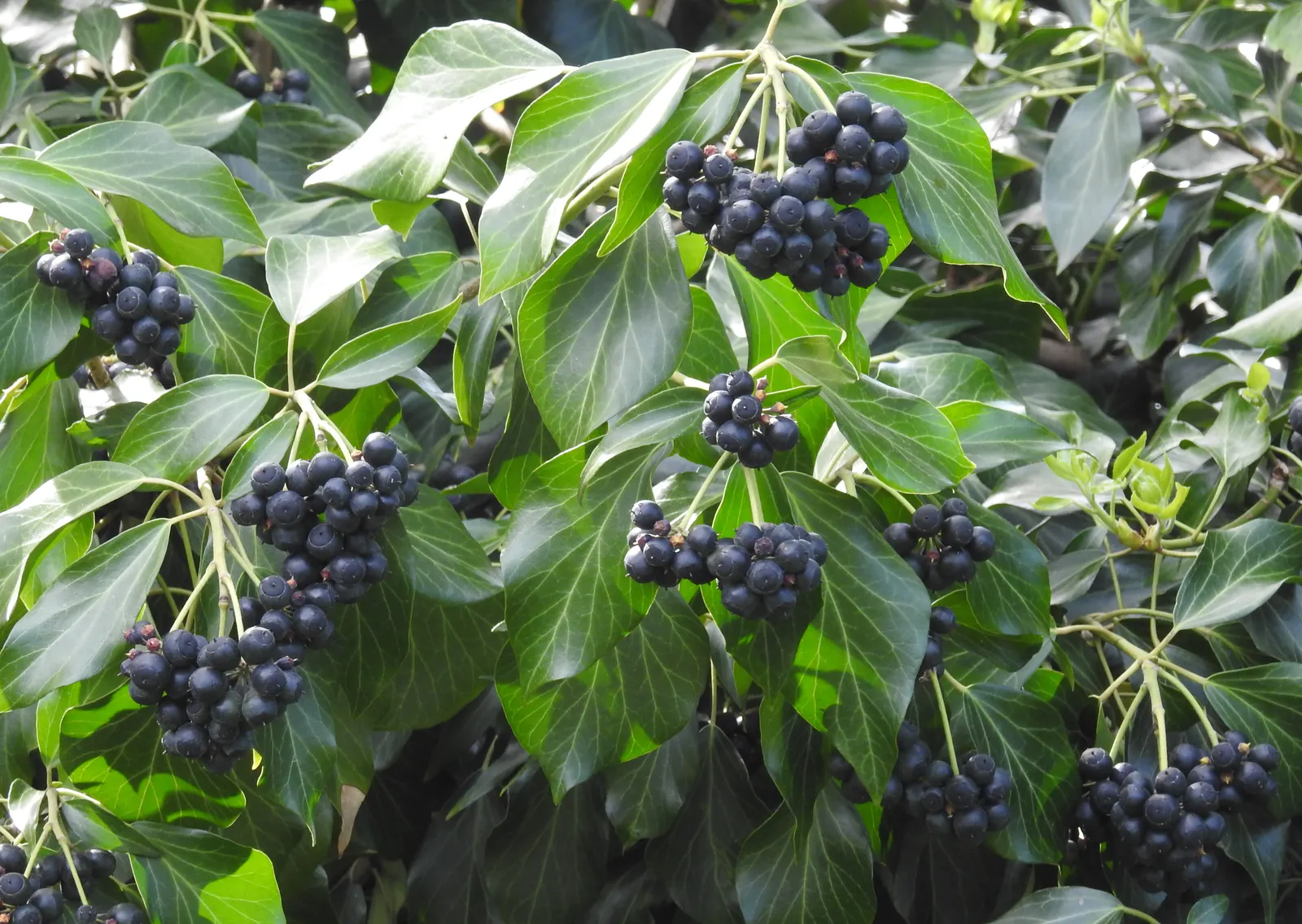 English Ivy (Hedera Helix) — By incorporating Hedera helix into your landscape