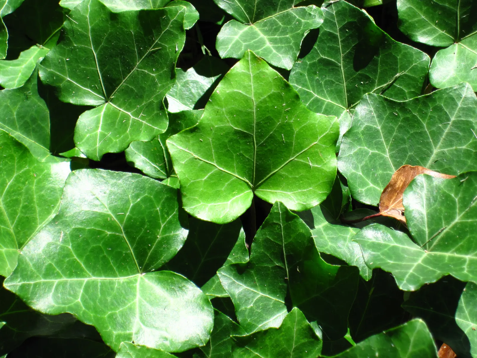 English Ivy (Hedera Helix) — humus-rich soil with good drainage and performs best in partial to full shade; from concealing unsightly features to creating lush