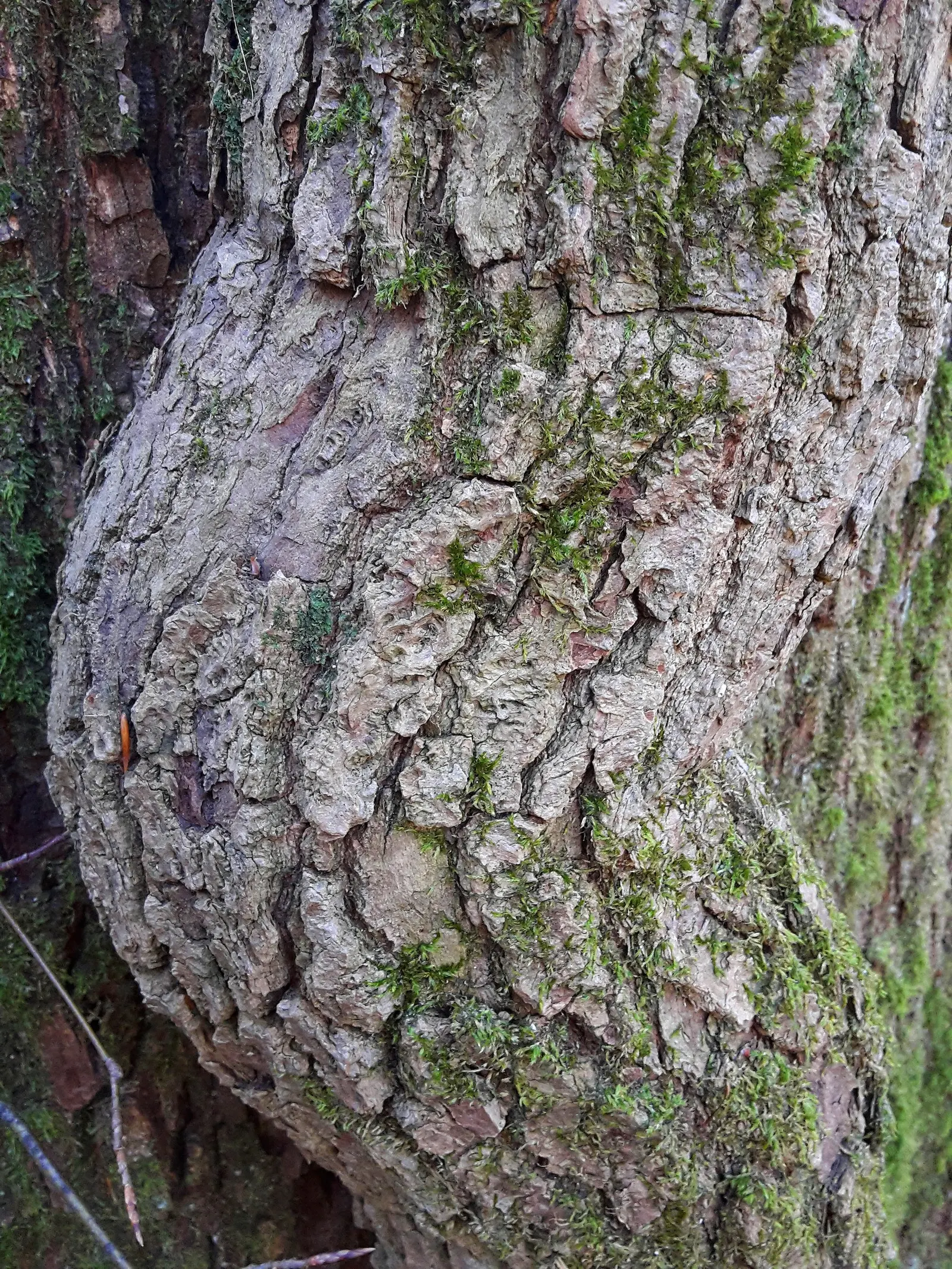 English Ivy (Hedera Helix) — Regular pruning will keep the growth in check, which is important to prevent it from becoming invasive; although it can tolerate