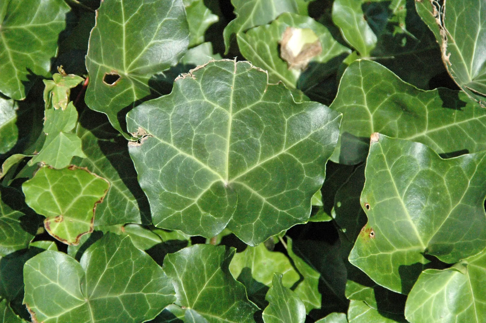 English Ivy (Hedera Helix) — The plant typically boasts rich; green flowers in the garden