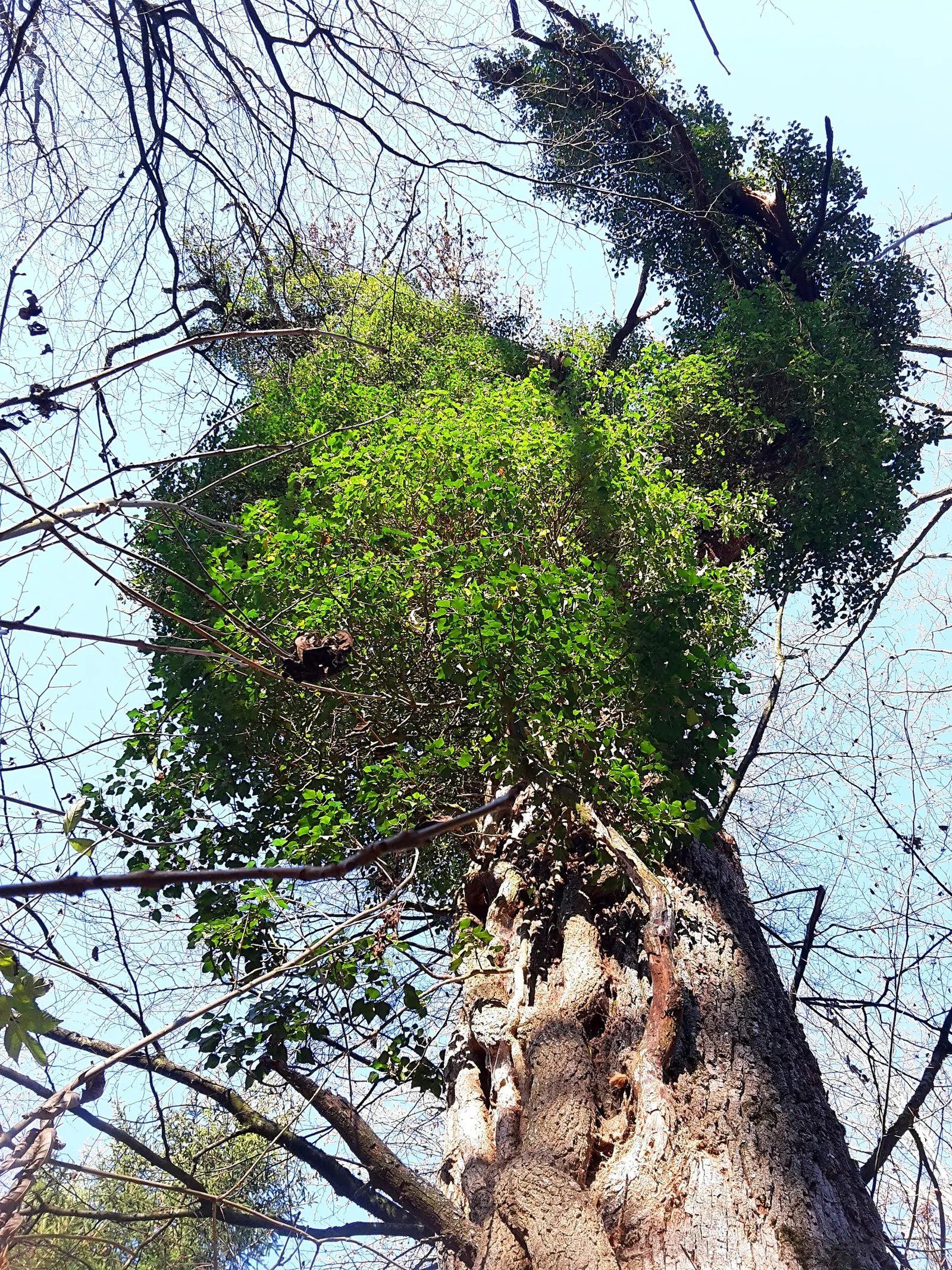 English Ivy (Hedera Helix) — broadleaf evergreen / ground cover / vine with green blooms; for ground cover applications