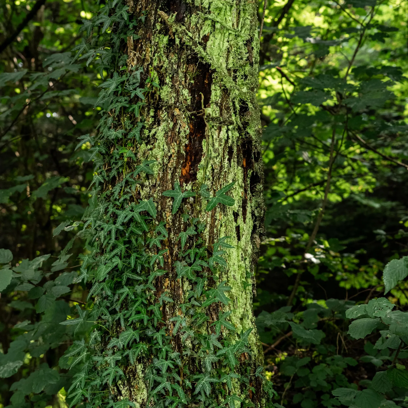 English Ivy (Hedera Helix) — green flowers in the garden; the plant typically boasts rich