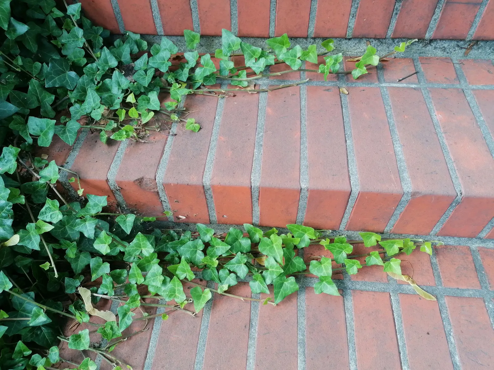 English Ivy (Hedera Helix) — clients can enjoy an element of classic charm and ease of care