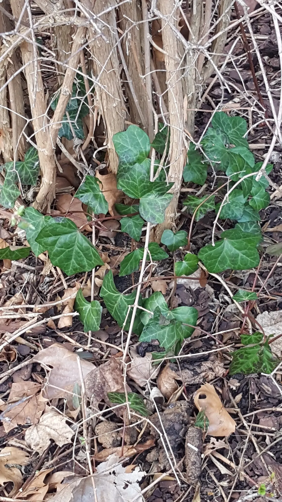 English Ivy (Hedera Helix) — broadleaf evergreen / ground cover / vine with green blooms