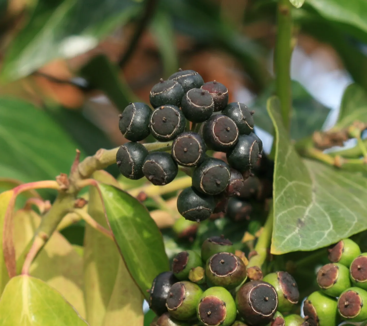 English Ivy (Hedera Helix) — which allows for impressive coverage but can also cause damage to masonry or wooden structures over time; is a versatile and hardy