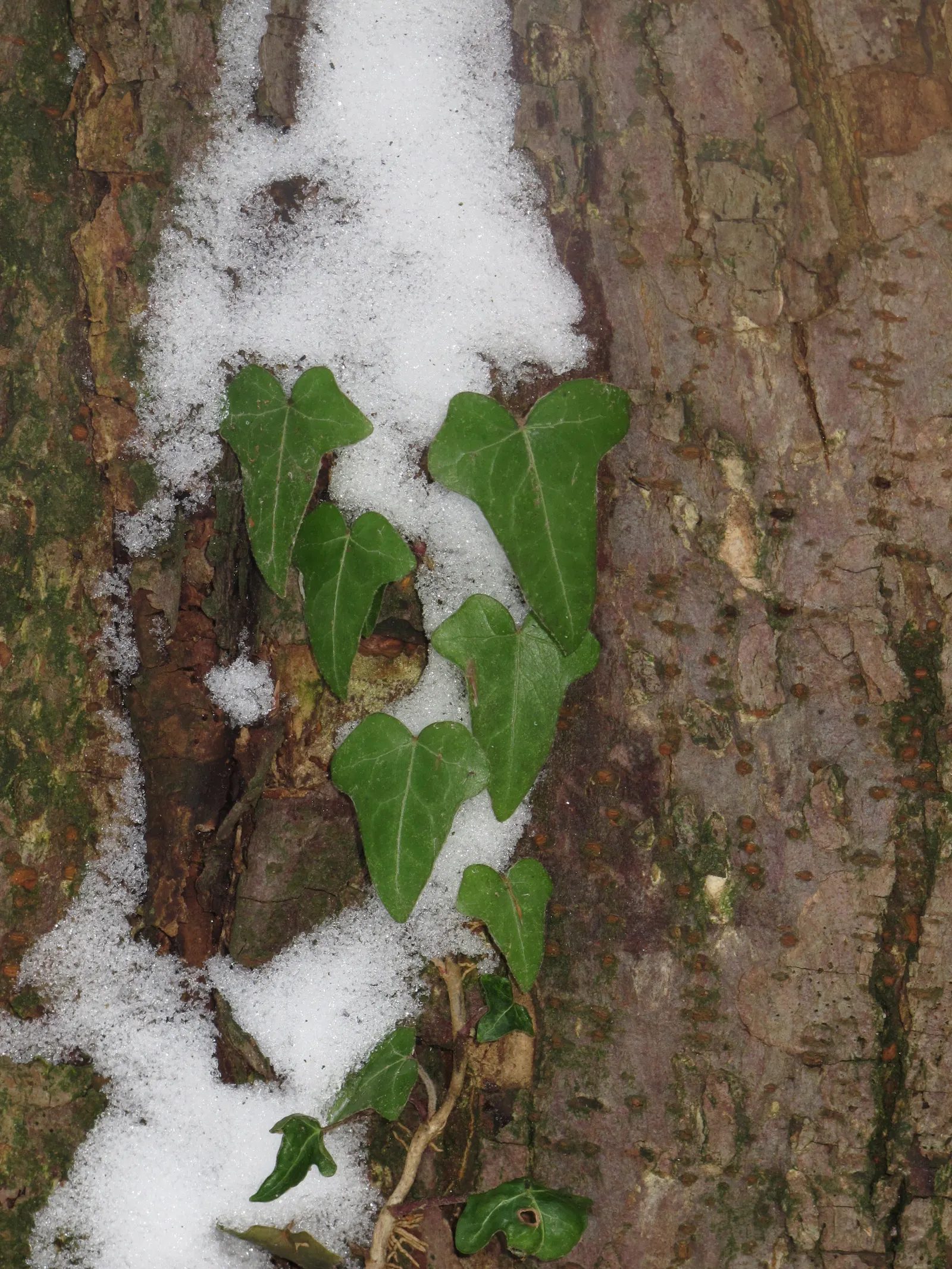 English Ivy (Hedera Helix) — Hedera helix, commonly known as English Ivy, is a versatile evergreen vine